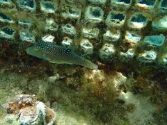 Canthigaster solandri
