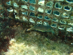 Canthigaster solandri