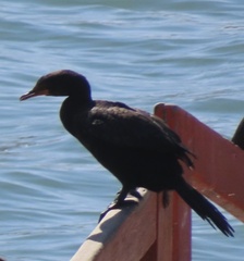 Microcarbo coronatus