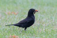 Turdus merula