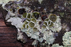 Parmelina carporrhizans