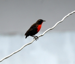 Leistes militaris