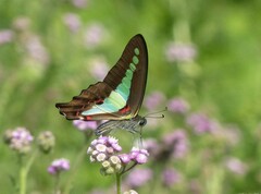 Graphium teredon