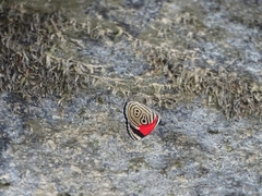 Diaethria clymena