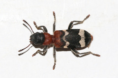 Thanasimus formicarius