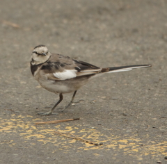 Motacilla alba