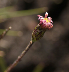 Noticastrum
