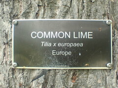 Tilia × europaea