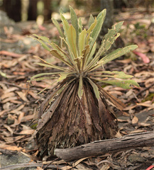 Espeletia corymbosa