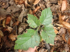 Crataegus coccinioides