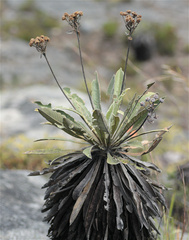 Espeletia corymbosa
