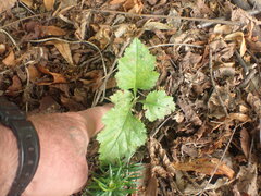 Crataegus coccinioides