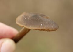 Entoloma vernum