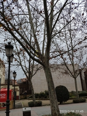 Platanus × hispanica