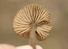 Entoloma vernum