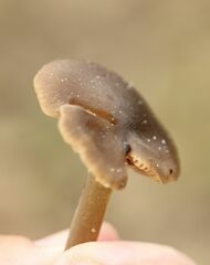 Entoloma vernum