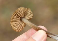 Entoloma vernum