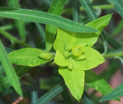 Euphorbia squamigera