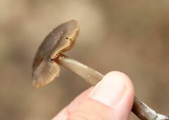 Entoloma vernum