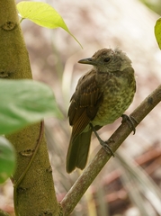 Turdus leucomelas