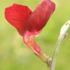 Macroptilium atropurpureum