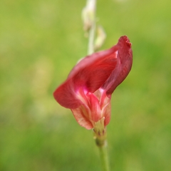 Macroptilium atropurpureum