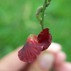 Macroptilium atropurpureum