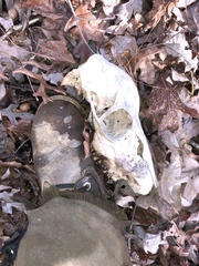 Odocoileus virginianus virginianus