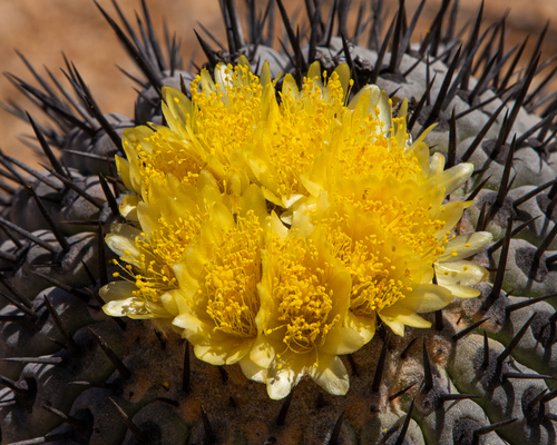 Copiapoa cinerea