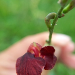 Macroptilium atropurpureum