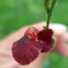 Macroptilium atropurpureum