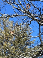 Poecile atricapillus