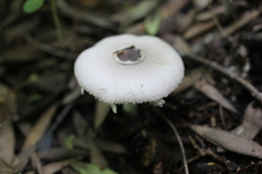 Hymenagaricus