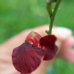 Macroptilium atropurpureum