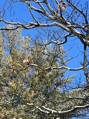 Poecile atricapillus