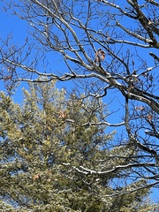 Poecile atricapillus