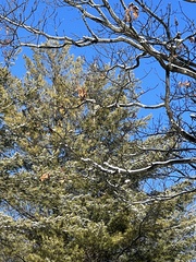 Poecile atricapillus