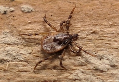 Ixodes ricinus