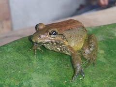 Leptodactylus ventrimaculatus