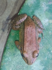 Leptodactylus ventrimaculatus