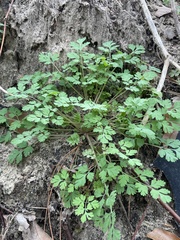 Corydalis micrantha