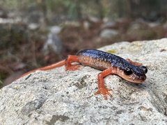 Lyciasalamandra atifi