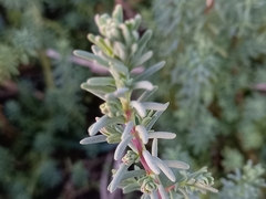 Suaeda