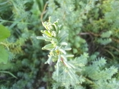 Suaeda