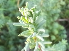 Suaeda