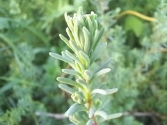 Suaeda