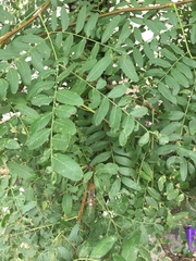 Fabaceae