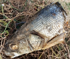 Dicentrarchus labrax