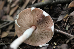 Hymenagaricus