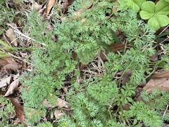 Scandix pecten-veneris